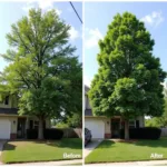 Dramatic Before & After Tree Trimming Transformation